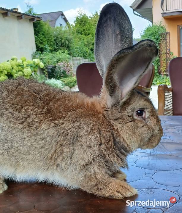 Króliki belgijskiebarany francuskie srokacze Skarżysko-Kamienna