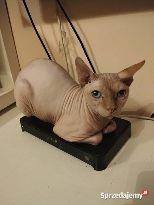 Kot sfinks kanadyjski reproduktor Warszawa