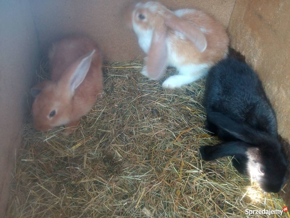 Króliki Hodowlane SPRZEDAM 7 królików