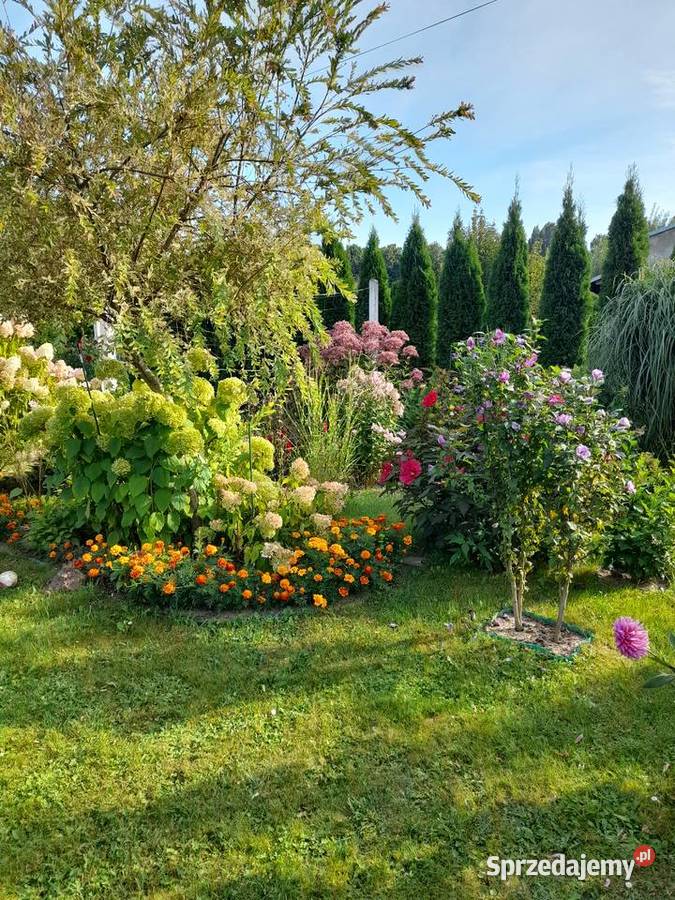 Działka ROD 300 m2 Ostrowiec Świętokrzyski