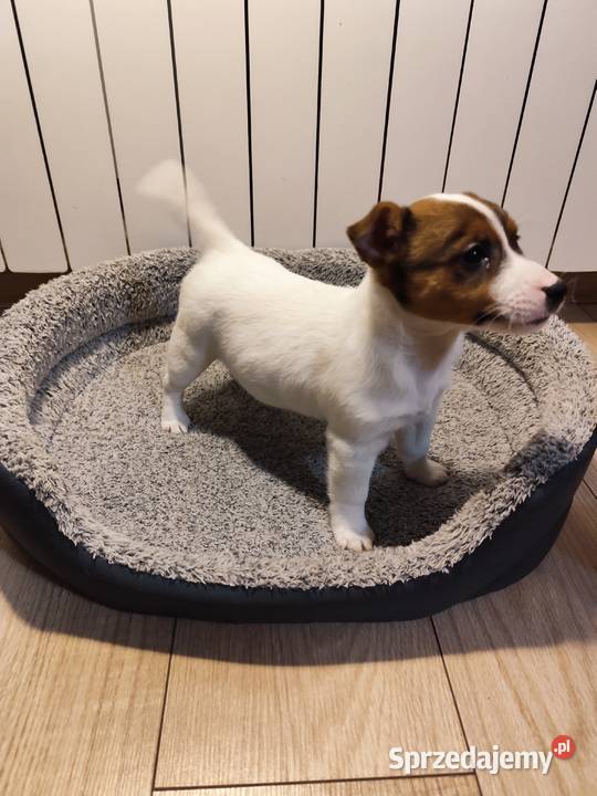 Jack Russell terrier łódzkie Piątek