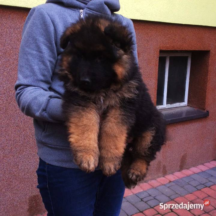 Owczarek niemiecki długowłosy mocnej budowy świętokrzyskie Klimontów sprzedam
