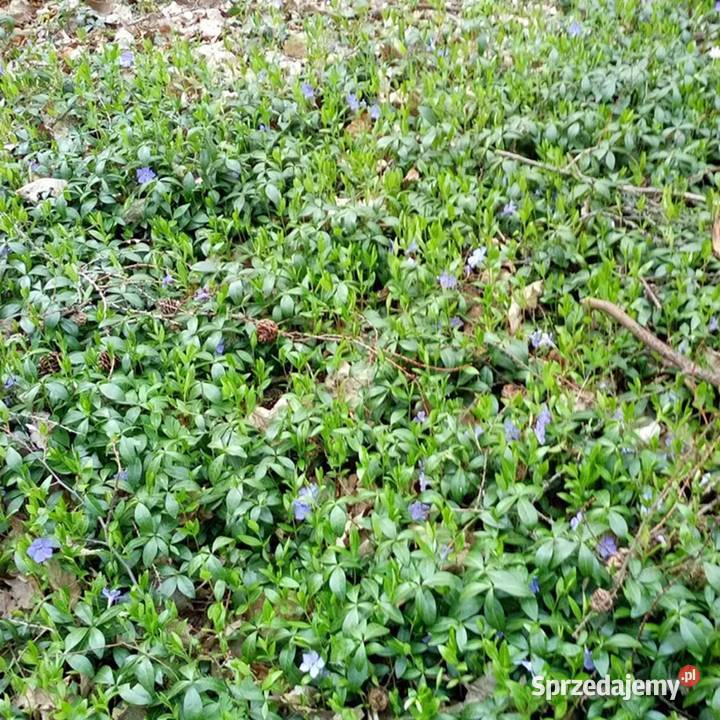 Barwineksadzonki 30 sprzedam