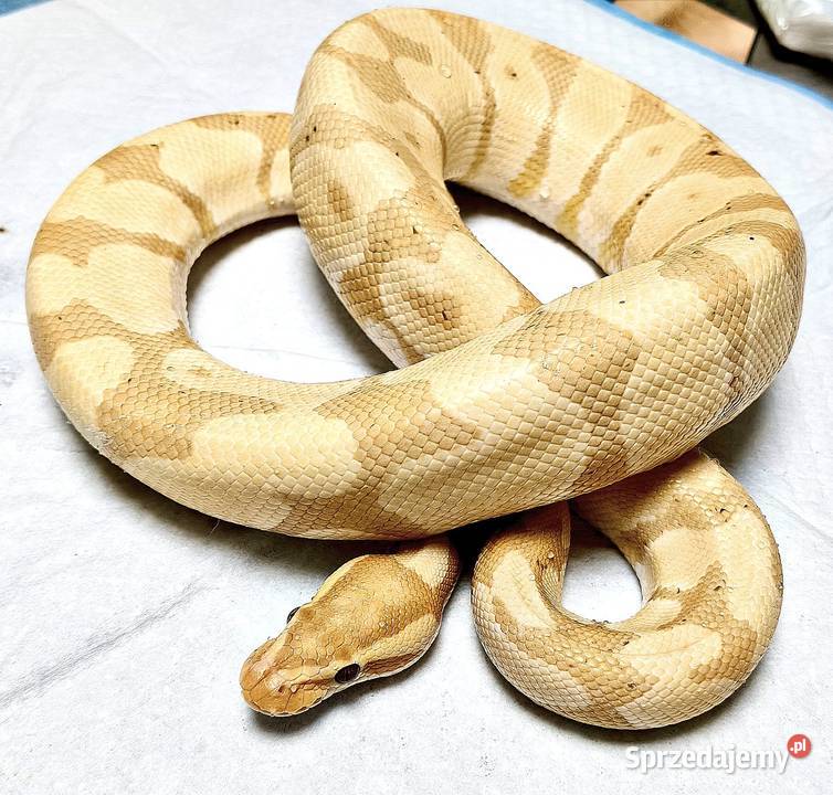 Pyton Królewski Python Regius Banana het Clown Zabrze sprzedam