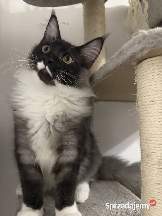 Maine coon kocięta Starogard Gdański