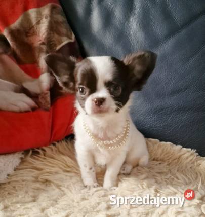 Chihuahua śliczna suczka długowłosa biało Częstochowa