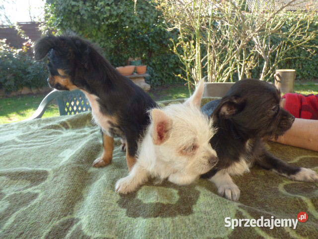 Śliczne Chihuahua pieski i sunie Ślesin sprzedam