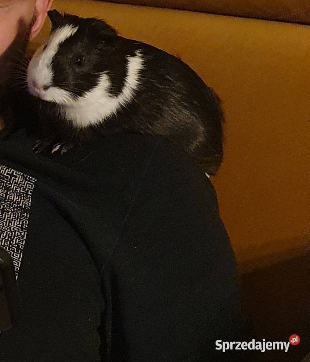 Oddam świnkę morską pomorskie