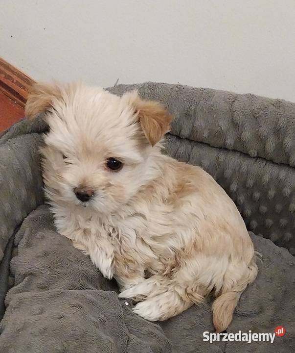 Samica Golddust Terrier białozłota