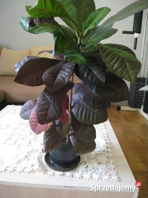 Kroton roślina doniczkowa Częstochowa