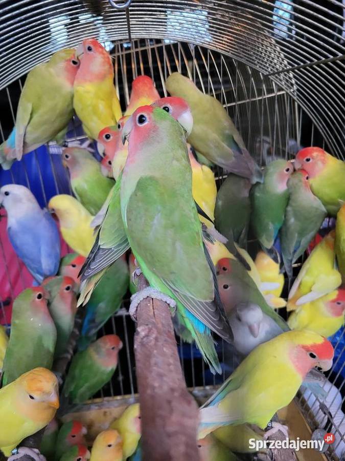 Papugi nierozłączki Wrocław