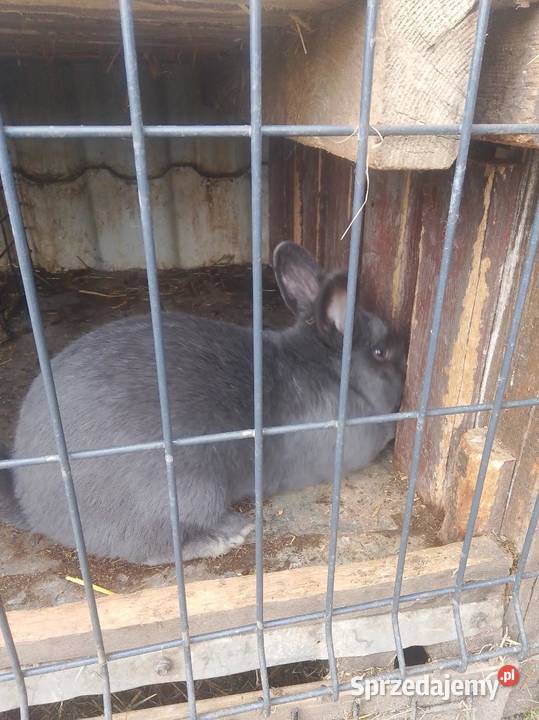 Króliki Samiec Wiedeński i inne łódzkie Gorzkowice sprzedam