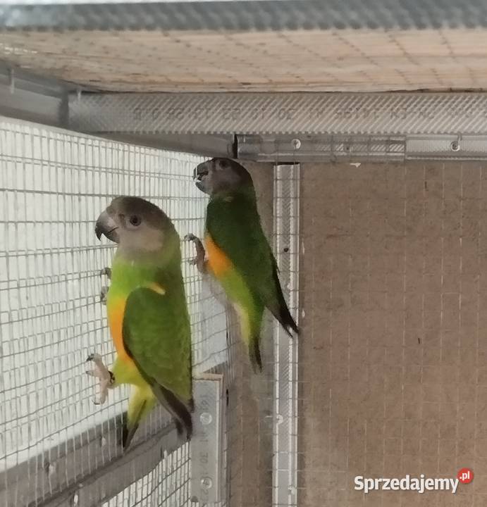 Afrykanki senegalskie 2025 podkarpackie Jasło