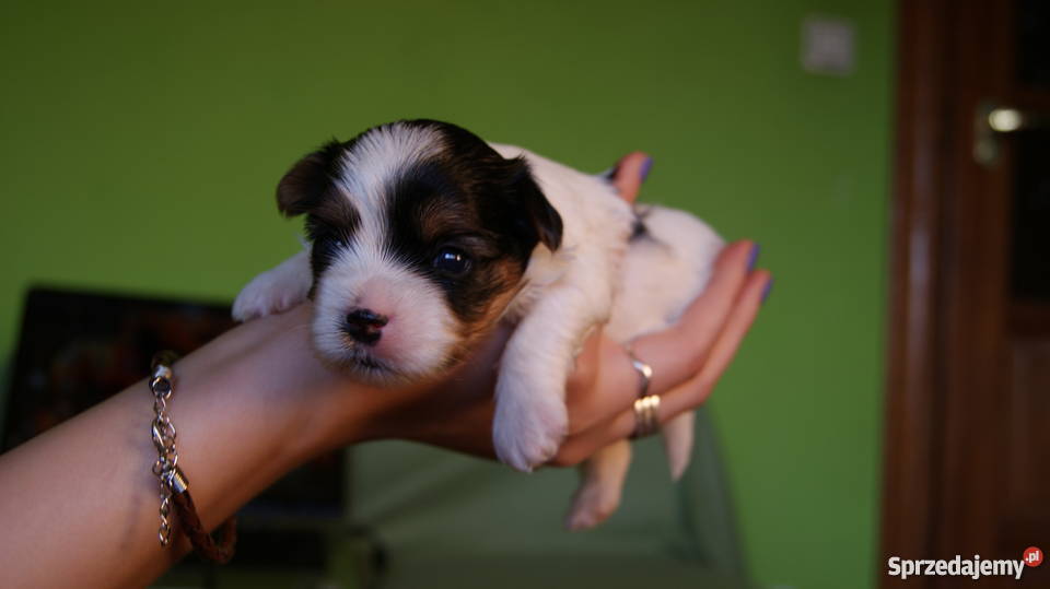 york biewer Głogów