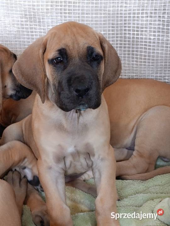 Szczenięta Dog Niemiecki Lesko