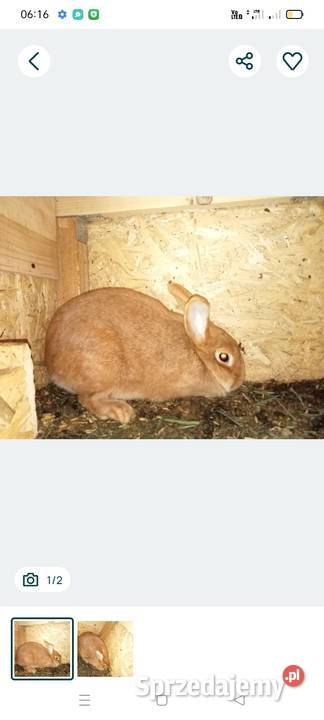 Sprzedam kotne królice podkarpackie Ocieka sprzedam