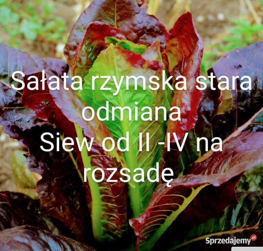 Sałaty świata nasiona główkowe liściowe endywie Kraków