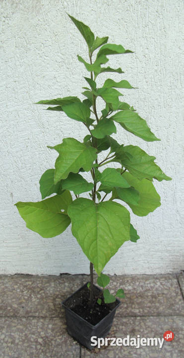 MIECHUNKA ROZDĘTA GNOME sadzonki w doniczkach kujawsko-pomorskie Ustronie