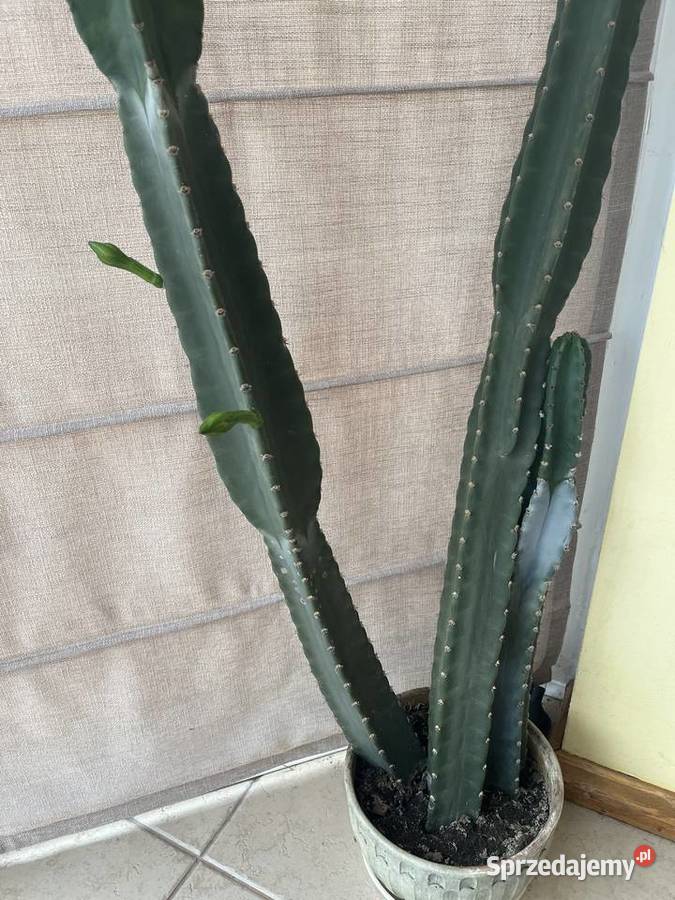 Kaktus 2m niezwykły olbrzym MEXICO okazja Gdańsk
