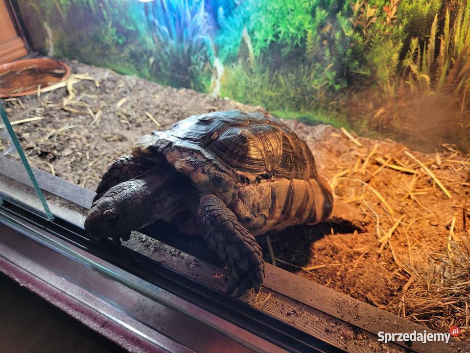 Żółw Obrzeżony wielkopolskie Objezierze