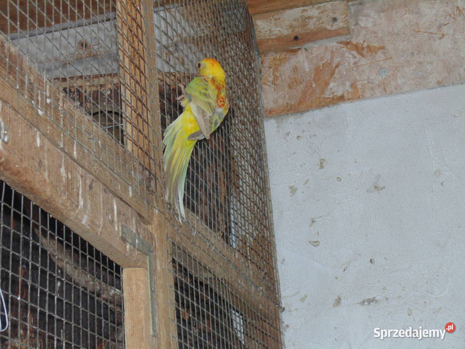 swiergotki Racibórz