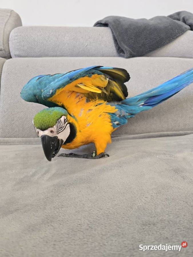 Ara ararauna Gryfino