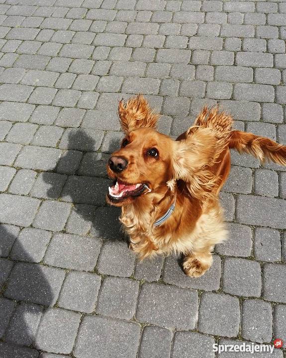 Reproduktor Cocker Spaniel Mińsk Mazowiecki