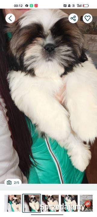 Shih Tzu pies szczeniak piękny miś IMPERIAL Kluczbork sprzedam
