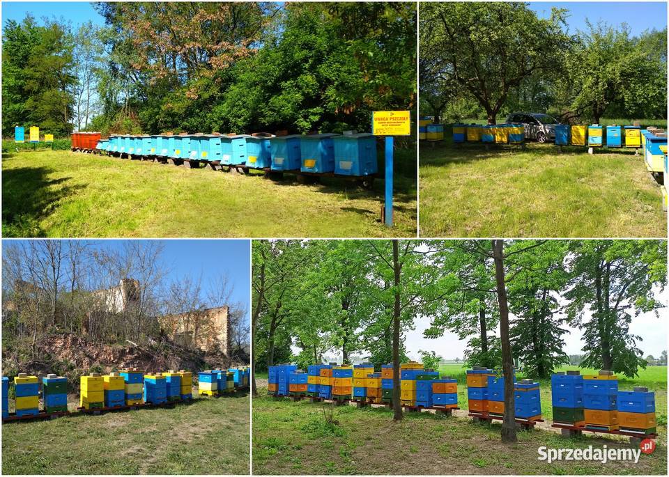 MIÓD GRYCZANY Pakiet 10 słoików 10 X 900ML