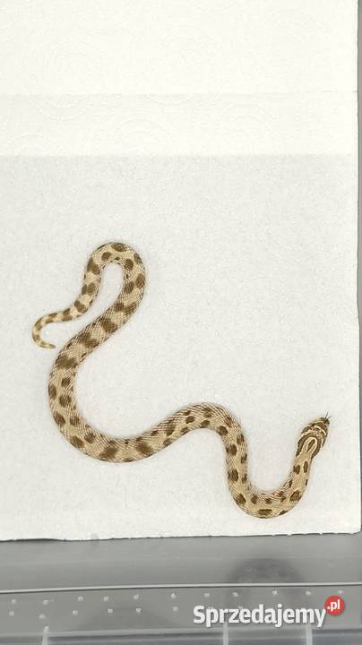Heterodon Bytom