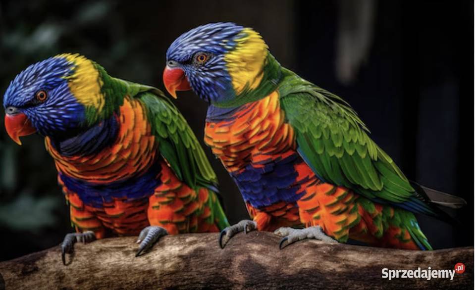 Lorysa tęczowa Bolesławiec