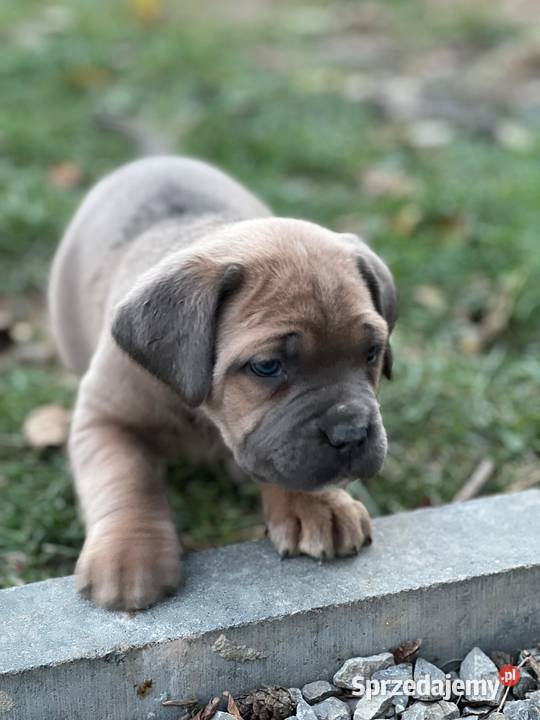 Cane Corso szczenieta rodowodowe błekitne i Bychawa
