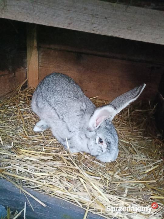 Sprzedam samce Więcbork