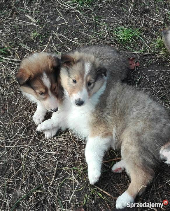 Owczarek szkocki collie szczenięta Radom sprzedam