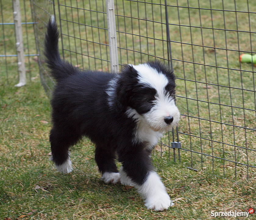 Szczenięta Bearded Collie Szczecin sprzedam