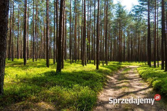Działka Rolno Budowlana z Lasem Częstochowa