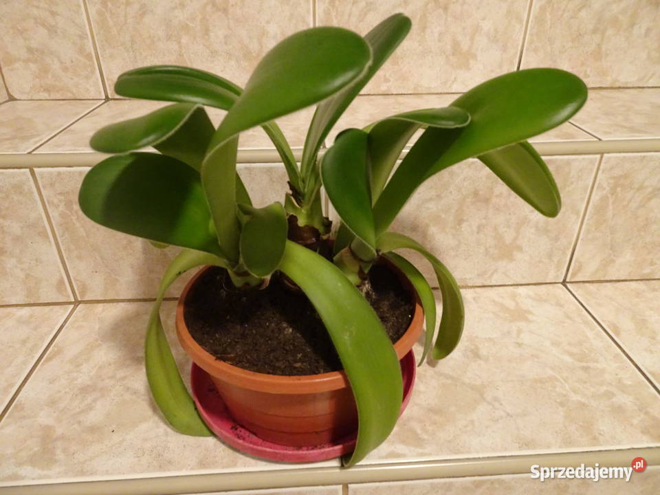 Krasnokwiat białokwiaty Warszawa