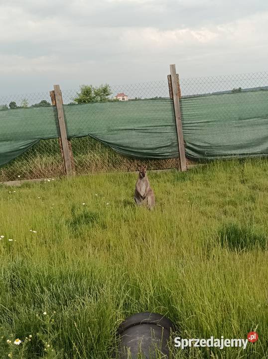 Sprzedam kangura sprzedam