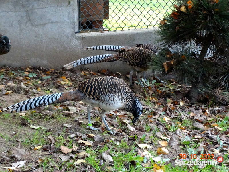Sprzedam Bażanty Diamentowe z 2022r Bażant Samce wielkopolskie Gostyń sprzedam