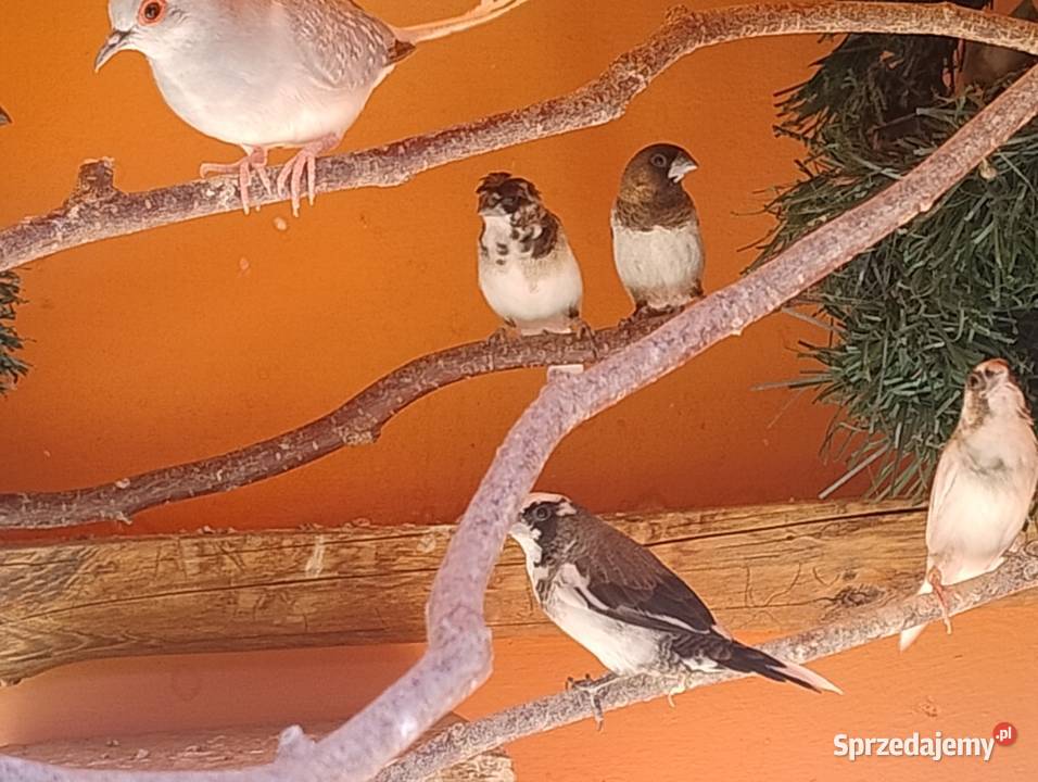 Mewki japońskie Blachownia