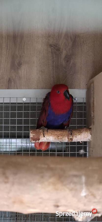 Lory wielkie barwnice zwyczajne para Kalwaria Zebrzydowska