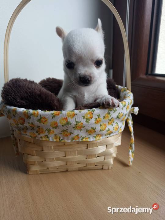 Suczka biała chihuahua krótkowłosa rodowód Bełchatów sprzedam