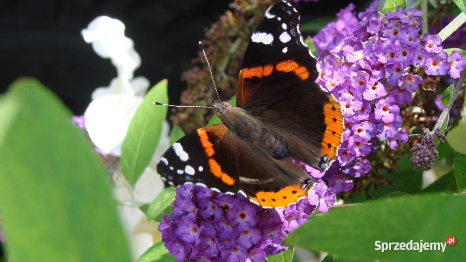 Budleja x2 kwiat motyli świetny Przemyśl