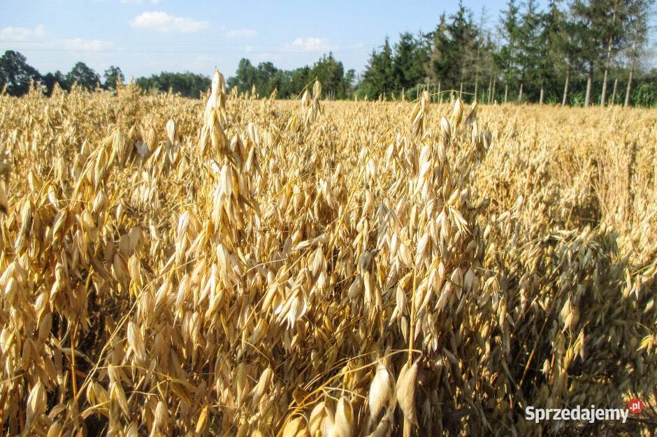 Owies paszowy przeczyszczony sprzedam