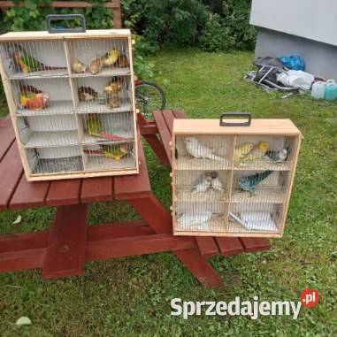Papugi kanarki zeberki Nowe Polaszki