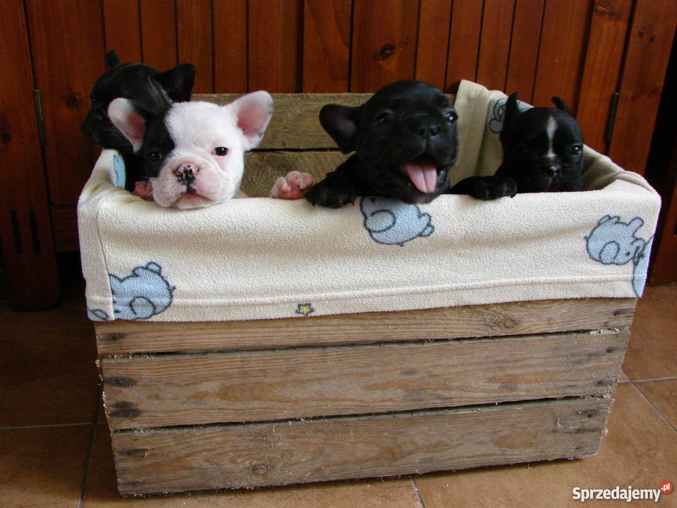 buldog francuski ZACHODNIOPOMORSKIE Stargard