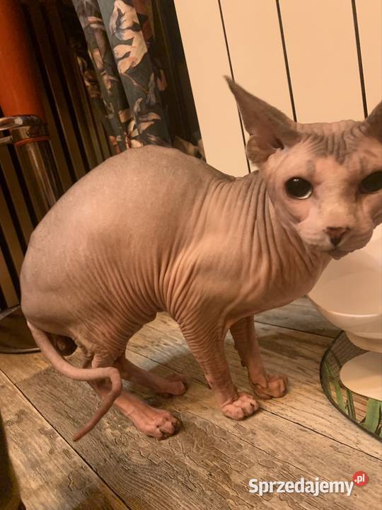 Sfinks Kanadyjski Reproduktor Sfinks Kanadijski wielkopolskie usługi dla zwierząt