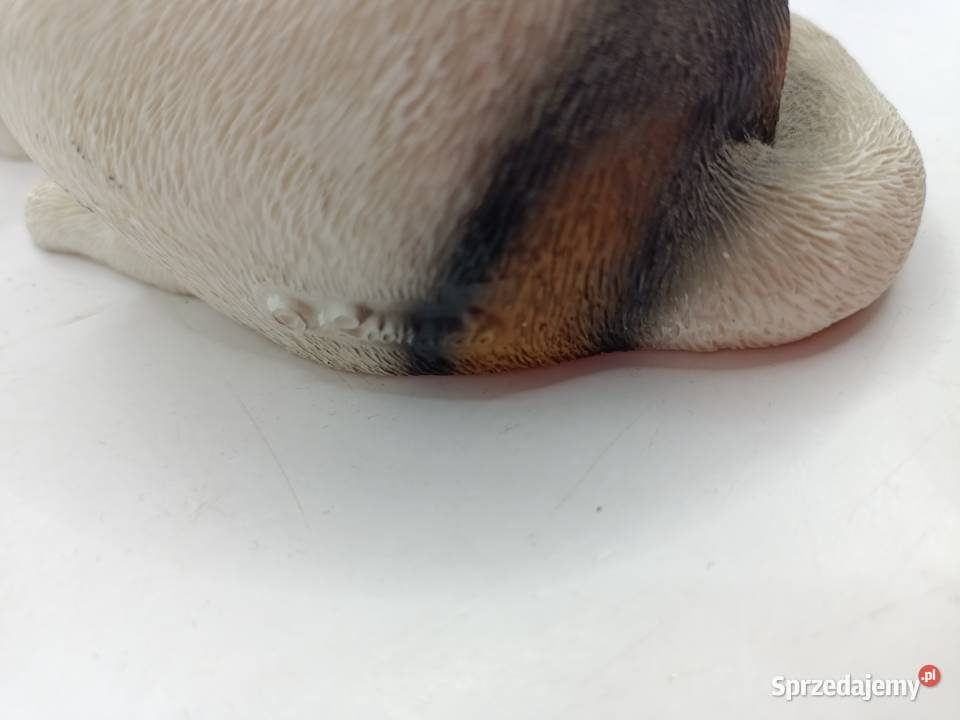 Pies Leonardo Jack Russell terrier lubelskie Zamość