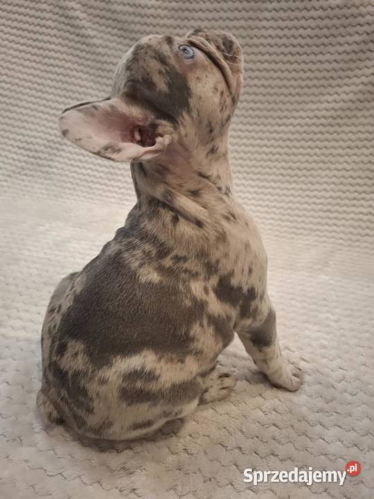 Buldog francuski lilac blue merle sunia