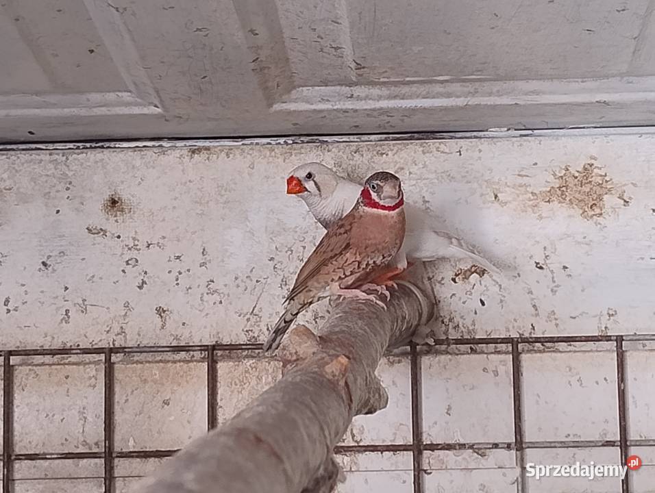 Amadyna Obrożna samiec Blachownia sprzedam